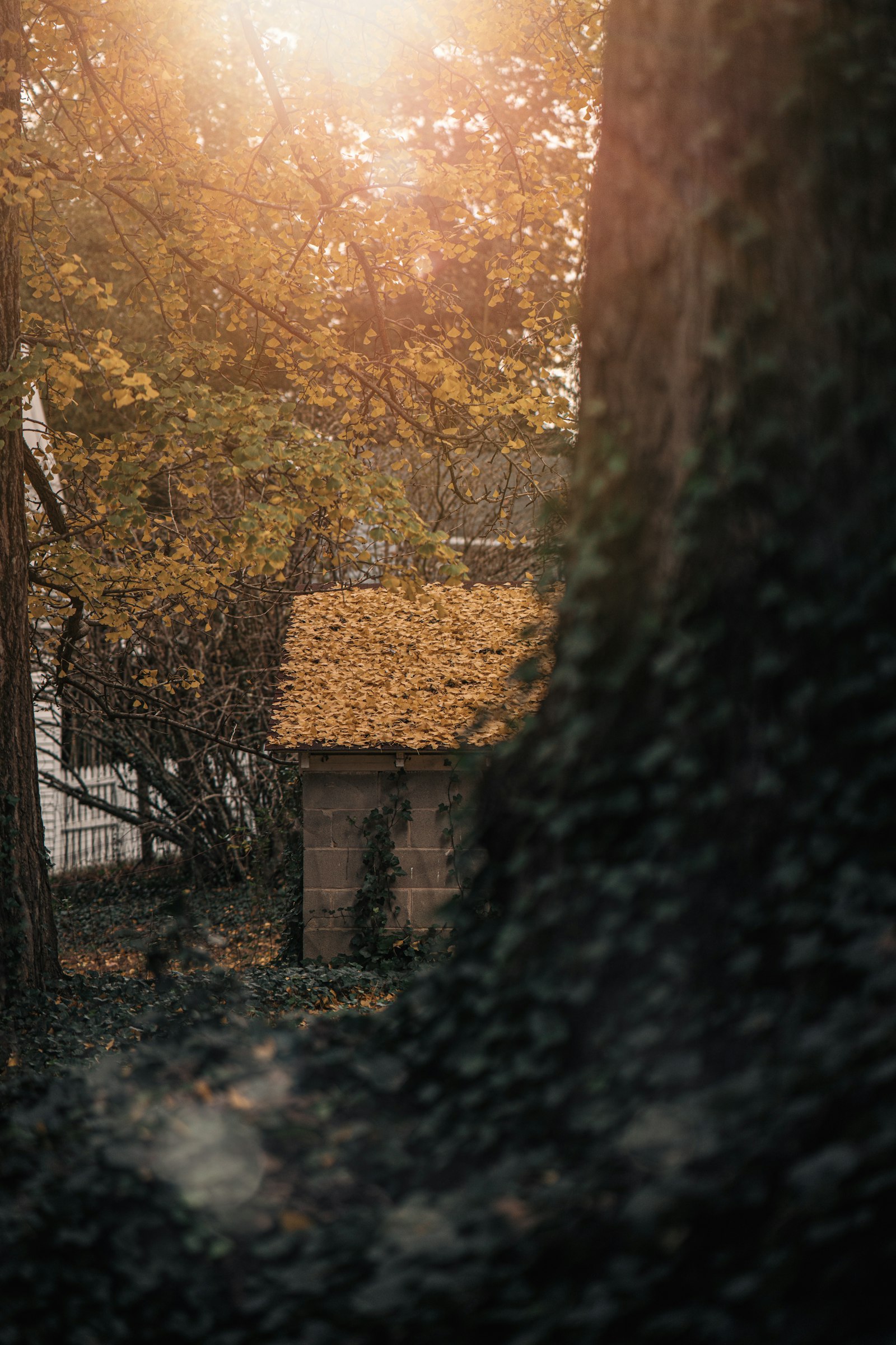 A small backyard outbuilding with a block base, glimpsed through autumn trees.